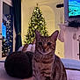 Leo joined the competition — help win amazing prizes! cat, tabby_cat, christmas_tree, holiday_decorations, living_room, indoor, furniture, curtains, fireplace, television, decorative_pumpkin, blanket, soft_lighting, festive, cozy, pet, cute, animal, domestic, christmas_lights