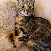 Leo joined the competition — help win amazing prizes! cat, tabby, feline, pet, animal, fluffy, blanket, fur, whiskers, ears, eyes, cute, relaxed, indoors, cozy, resting, sleepy, soft, striped, mammal