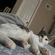 Michael is registered to the contest to win money with this photo: cat, kitten, pet, bed, blanket, indoor, relaxed, paws, fur, sleepy, cozy, home, animal, cute, resting, whiskers, ears, soft, comfort, feline