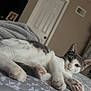 cat, kitten, pet, bed, blanket, indoor, relaxed, paws, fur, sleepy, cozy, home, animal, cute, resting, whiskers, ears, soft, comfort, feline