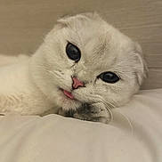 Nyla joined the competition — help win amazing prizes! bed, big_eyes, cat, close_up, cozy, cute, domestic_animal, fur_texture, indoor, kitten, paw, pet, pillow, pink_nose, portrait, relaxed, sleepy, tongue_out, whiskers, white_fur