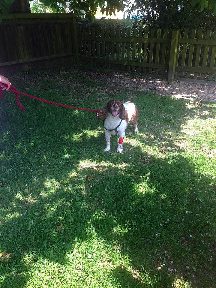 Bailey joined the competition — help win amazing prizes! canidae, carnivore, companion_dog, dog, dog_breed, fawn, fence, garden, grass, grassland, groundcover, landscaping, lawn, leisure, people_in_nature, plant, shrub, sporting_group, tail, tree