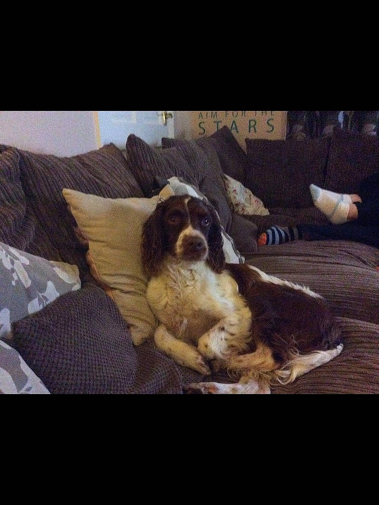 Bailey is registered to the contest to win money with this photo: bedding, canidae, carnivore, cloud, comfort, companion_dog, dog, dog_breed, fawn, fur, goggles, gun_dog, linens, photo_caption, rectangle, sky, sporting_group, square, tints_and_shades, working_animal