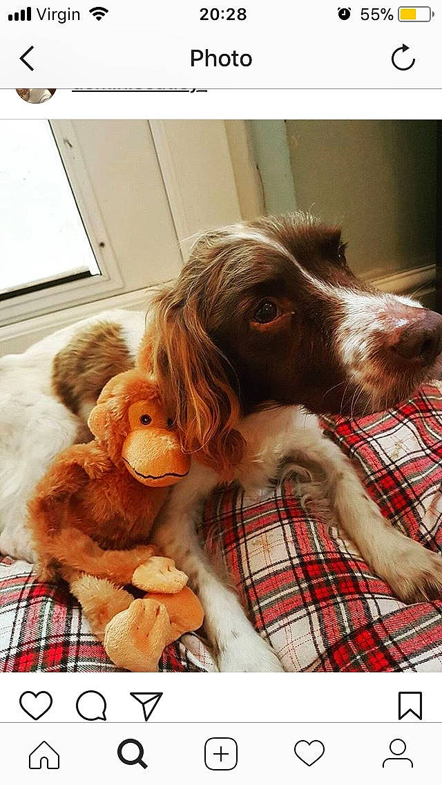 Bailey joined the competition — help win amazing prizes! carnivore, companion_dog, dog, dog_breed, dog_supply, fur, happy, liver, mammal, pattern, plaid, plush, selfie, spaniel, sporting_group, stuffed_toy, tartan, toy, vertebrate, working_animal
