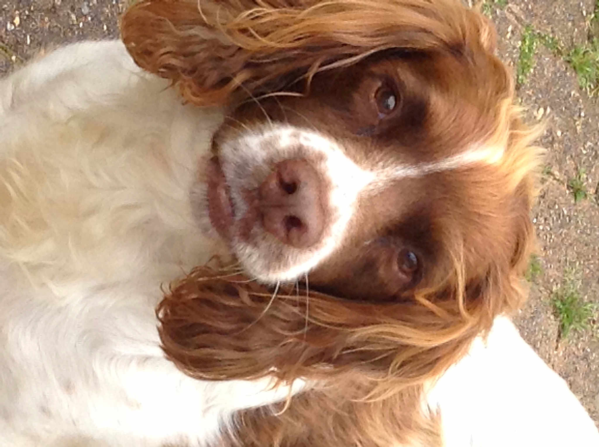 Bailey