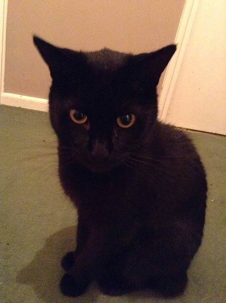 Woffy joined the competition — help win amazing prizes! black_cat, carnivore, cat, domestic_short_haired_cat, felidae, flooring, fur, small_to_medium_sized_cats, snout, tail, terrestrial_animal, whiskers