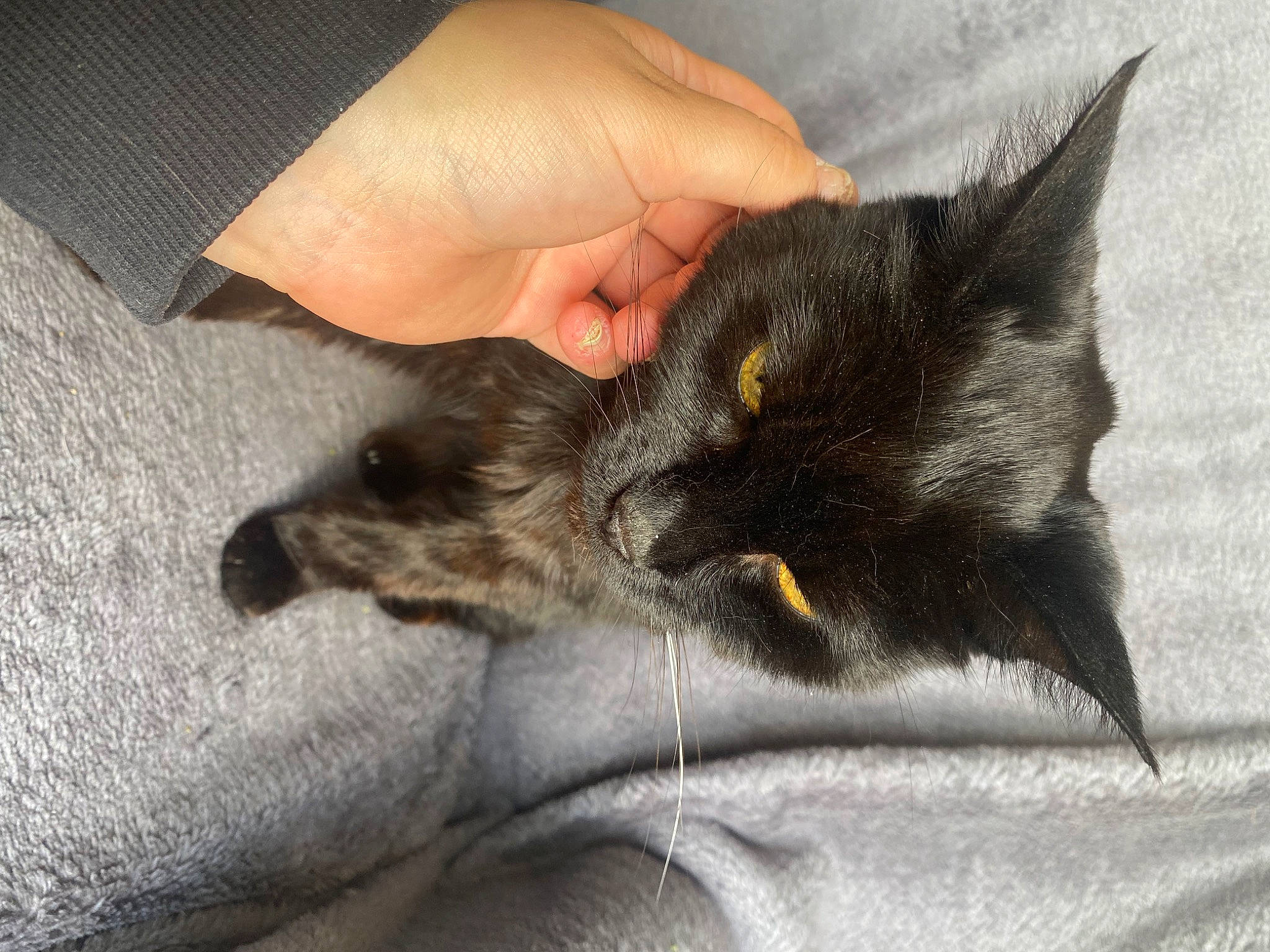 Woffy joined the competition — help win amazing prizes! black_cat, canidae, carnivore, cat, claw, comfort, dog_breed, domestic_short_haired_cat, ear, felidae, fur, gesture, lap, nail, nap, paw, small_to_medium_sized_cats, snout, whiskers