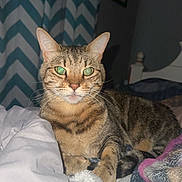 Ahsoka joined the competition — help win amazing prizes! cat, tabby, pet, animal, indoor, blanket, bed, cozy, fur, whiskers, ears, eyes, sleepy, resting, domestic, feline, comfort, curtain, pattern, soft