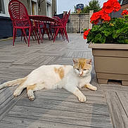 Payasse a rejoint le concours — aidez-le/la à gagner de superbes lots ! cat, outdoor, flower_pot, red_flowers, patio, tiled_floor, chair, table, basketball_hoop, house, relaxed, pet, animal, daylight, plant, green_leaves, resting, home, garden, summer