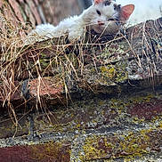 Lilie a rejoint le concours — aidez-le/la à gagner de superbes lots ! cat, white_cat, black_markings, brick_wall, moss, dry_grass, outdoor, sleepy, relaxed, animal, pet, close_up, texture, nature, urban, feline, resting, daylight, wall, soft_focus