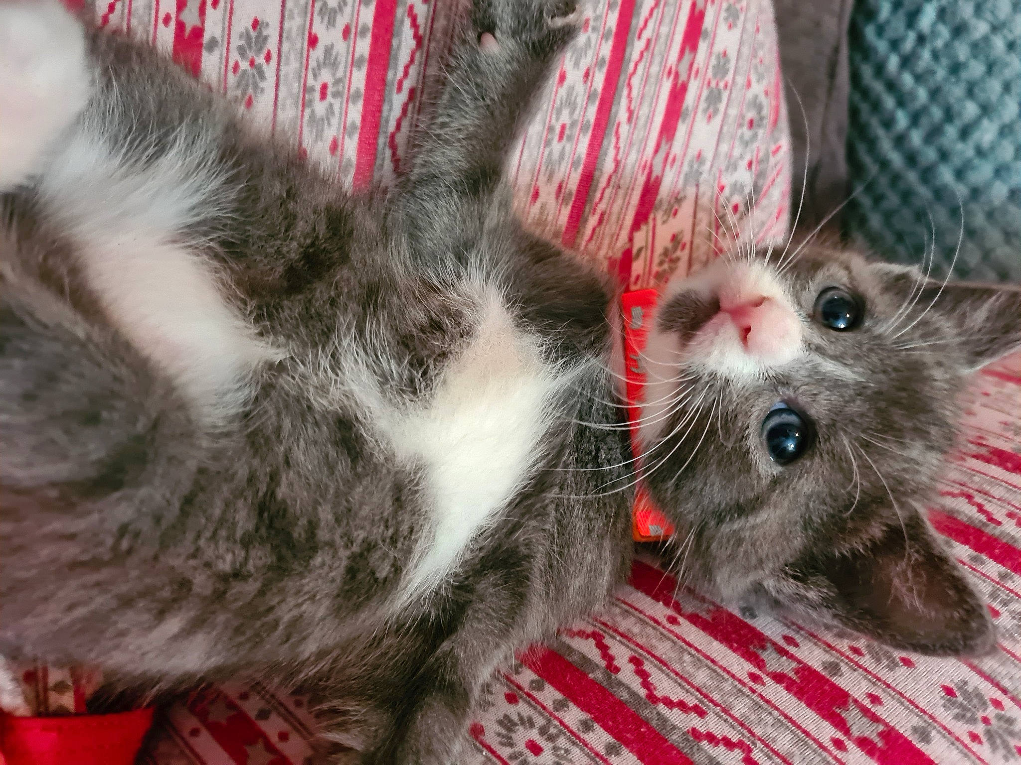 Luna is registered to the contest to win money with this photo: asian, carnivore, cat, domestic_short_haired_cat, european_shorthair, felidae, fur, kitten, mammal, norwegian_forest_cat, ragamuffin, small_to_medium_sized_cats, tabby_cat, vertebrate, whiskers