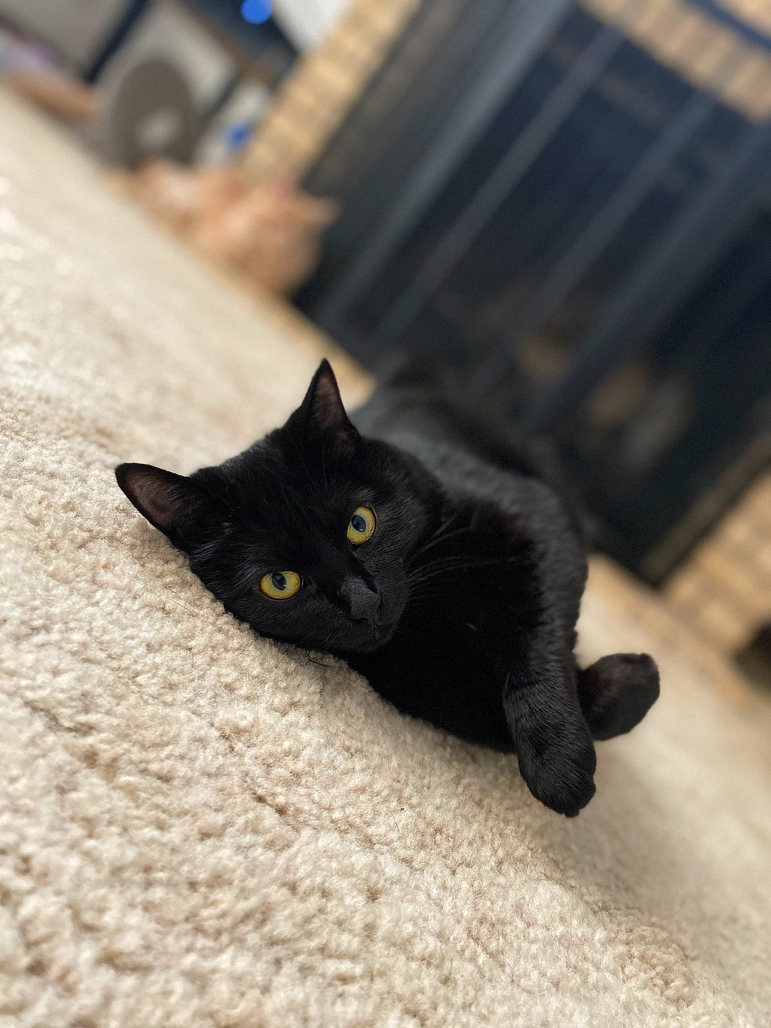 Bella joined the competition — help win amazing prizes! black_cat, bombay, carnivore, cat, claw, domestic_short_haired_cat, felidae, floor, flooring, fur, grey, hardwood, paw, road_surface, small_to_medium_sized_cats, snout, tail, terrestrial_animal, whiskers, wood