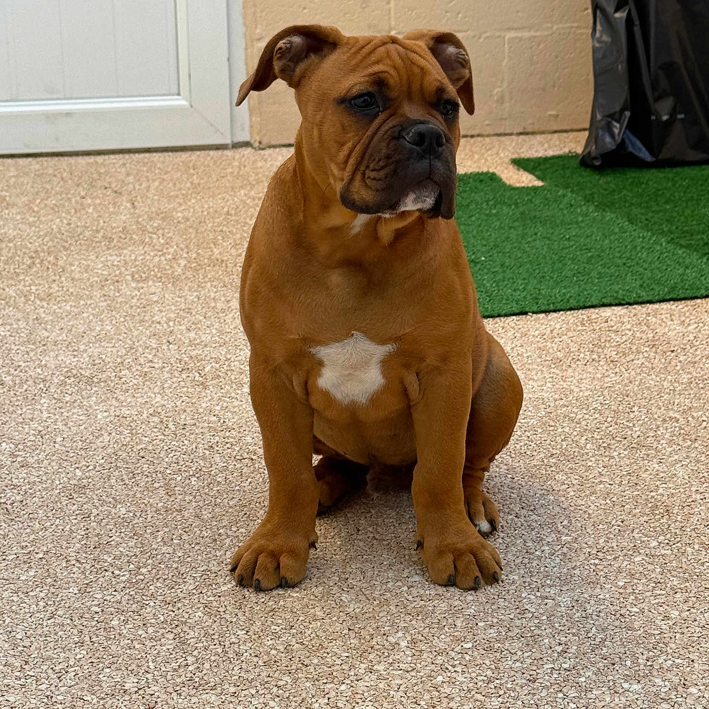 Aïko a rejoint le concours — aidez-le/la à gagner de superbes lots ! animal, artificial_grass, brown_dog, canine, companion, curious, cute, dog, door, ears, floor, indoor, looking_away, paw, pet, puppy, sitting, wall, white_patch, young_dog