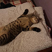 Ace is registered to the contest to win money with this photo: cat, tabby, sleeping, blanket, bed, cozy, furry, paws, indoor, resting, striped, cute, pet, relaxed, soft, fur, animal, comfort, napping, sleep