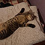 cat, tabby, sleeping, blanket, bed, cozy, furry, paws, indoor, resting, striped, cute, pet, relaxed, soft, fur, animal, comfort, napping, sleep