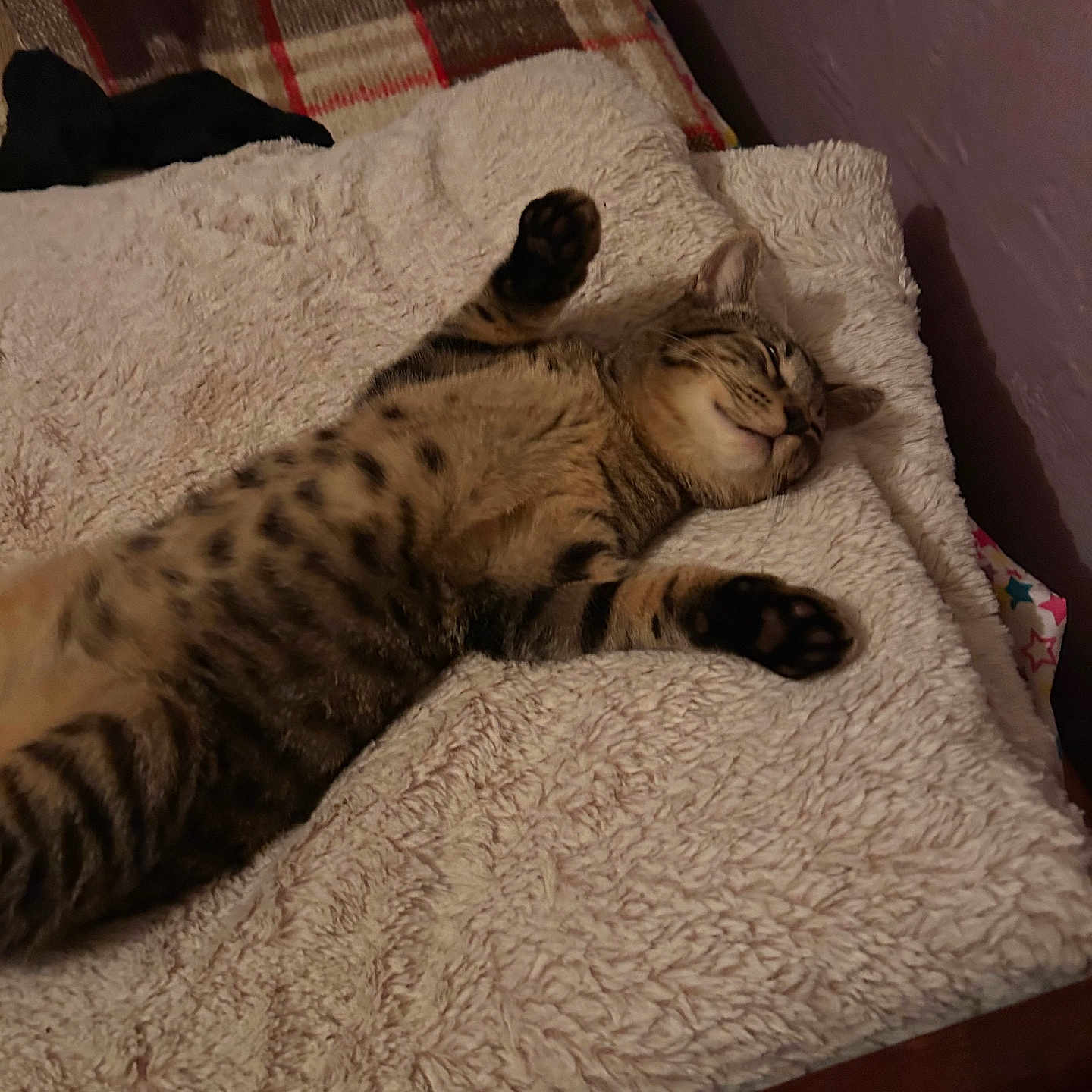Ace is registered to the contest to win money with this photo: animal, bed, blanket, cat, comfort, cozy, cute, fur, furry, indoor, napping, paws, pet, relaxed, resting, sleep, sleeping, soft, striped, tabby