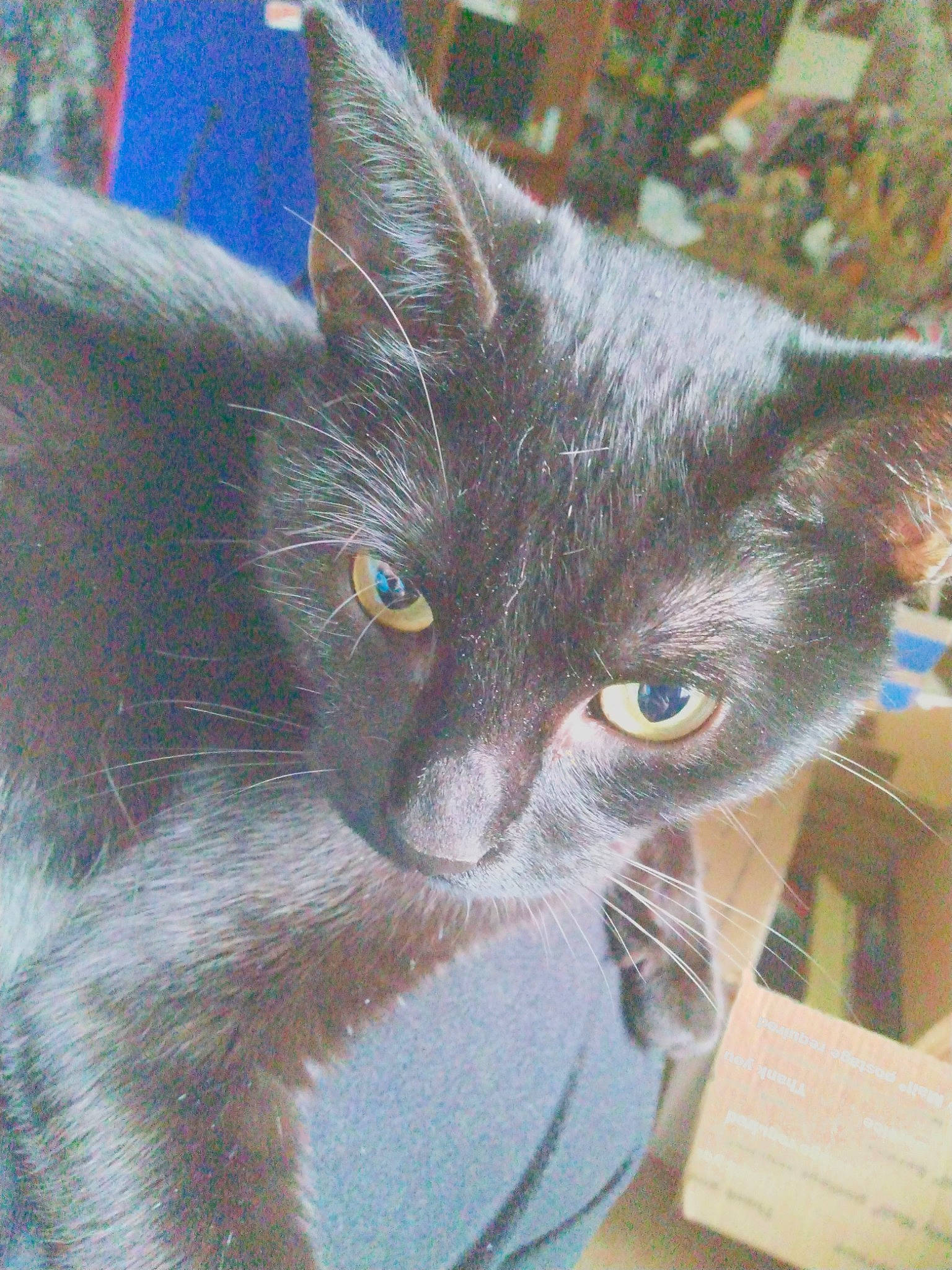 Angie joined the competition — help win amazing prizes! carnivore, cat, cat_furniture, cat_supply, comfort, domestic_short_haired_cat, eye, felidae, fur, havana_brown, small_to_medium_sized_cats, snout, whiskers, window