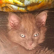 Beerus is registered to the contest to win money with this photo: adorable, animal, blanket, brown, cat, closeup, cute, ears, eyes, face, feline, furry, indoor, kitten, pet, relaxing, soft, texture, whiskers, young