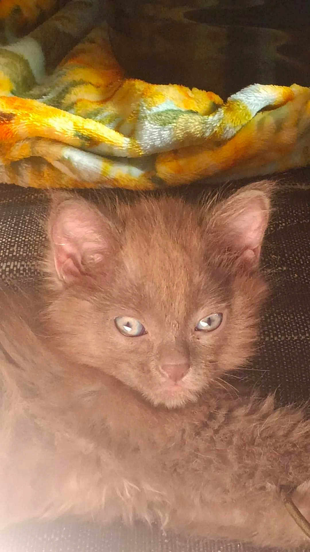 Beerus