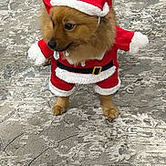 Ozzie joined the competition — help win amazing prizes! dog, pet, animal, costume, clothing, santa_outfit, holiday, indoor, carpet, fur, small_dog, cute, festive, christmas, adorable, standing, looking_away, home, decor, playful