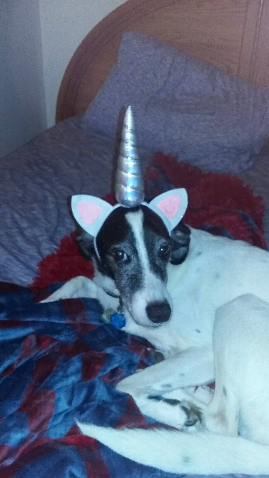 Rylan joined the competition — help win amazing prizes! art, canidae, carmine, carnivore, comfort, companion_dog, couch, dog, dog_breed, fawn, linens, non_sporting_group, picture_frame, sighthound, sporting_group, terrestrial_animal, whiskers, working_animal