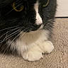 Gus joined the competition — help win amazing prizes! cat, black_and_white, close_up, whiskers, paws, carpet, indoor, pet, feline, fur, resting, yellow_eyes, animal, cute, domestic, mammal, face, portrait, soft
