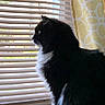 Gus is registered to the contest to win money with this photo: cat, black_and_white, fluffy, windowsill, window_blinds, curtain, yellow_curtain, indoor, pet, looking_out, side_profile, feline, domestic_cat, household, sunlight, quiet, still_life, animal, whiskers, fur
