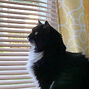 Gus joined the competition — help win amazing prizes! cat, black_and_white, fluffy, window, blinds, curtain, yellow_curtain, indoor, pet, animal, whiskers, side_view, looking_out, natural_light, domestic, feline, close_up, quiet, contemplative, houseplant