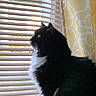 cat, black_and_white, fluffy, window, blinds, curtain, yellow_curtain, indoor, pet, animal, whiskers, side_view, looking_out, natural_light, domestic, feline, close_up, quiet, contemplative, houseplant