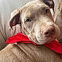 dog, puppy, bandana, red_bandana, close_up, portrait, couch, indoor, pet, canine, nose, eyes, fur, ear, domestic_animal, sitting, looking_at_camera, cozy, brown_fur, whiskers