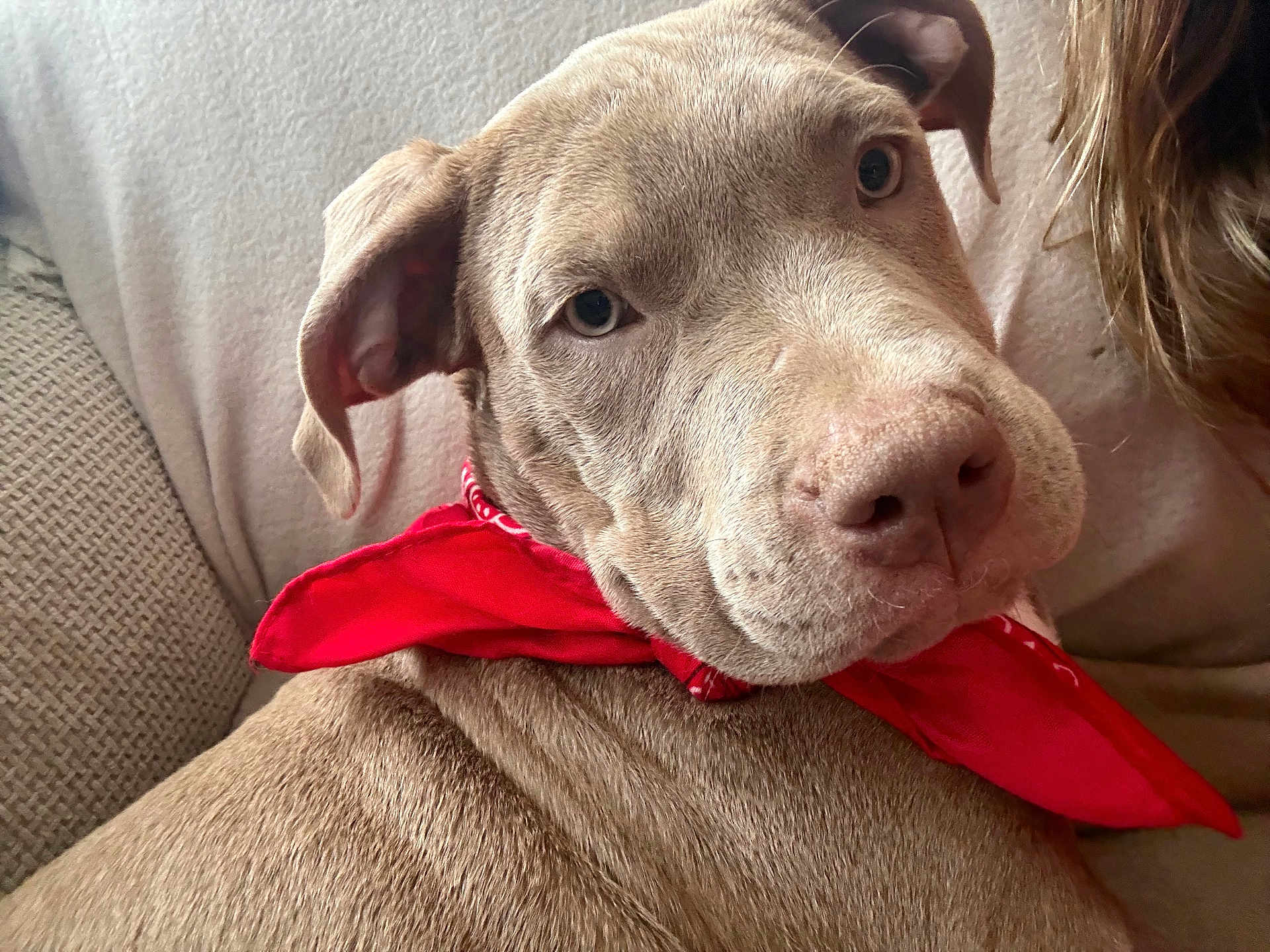 Astérix a rejoint le concours — aidez-le/la à gagner de superbes lots ! dog, puppy, bandana, red_bandana, close_up, portrait, couch, indoor, pet, canine, nose, eyes, fur, ear, domestic_animal, sitting, looking_at_camera, cozy, brown_fur, whiskers