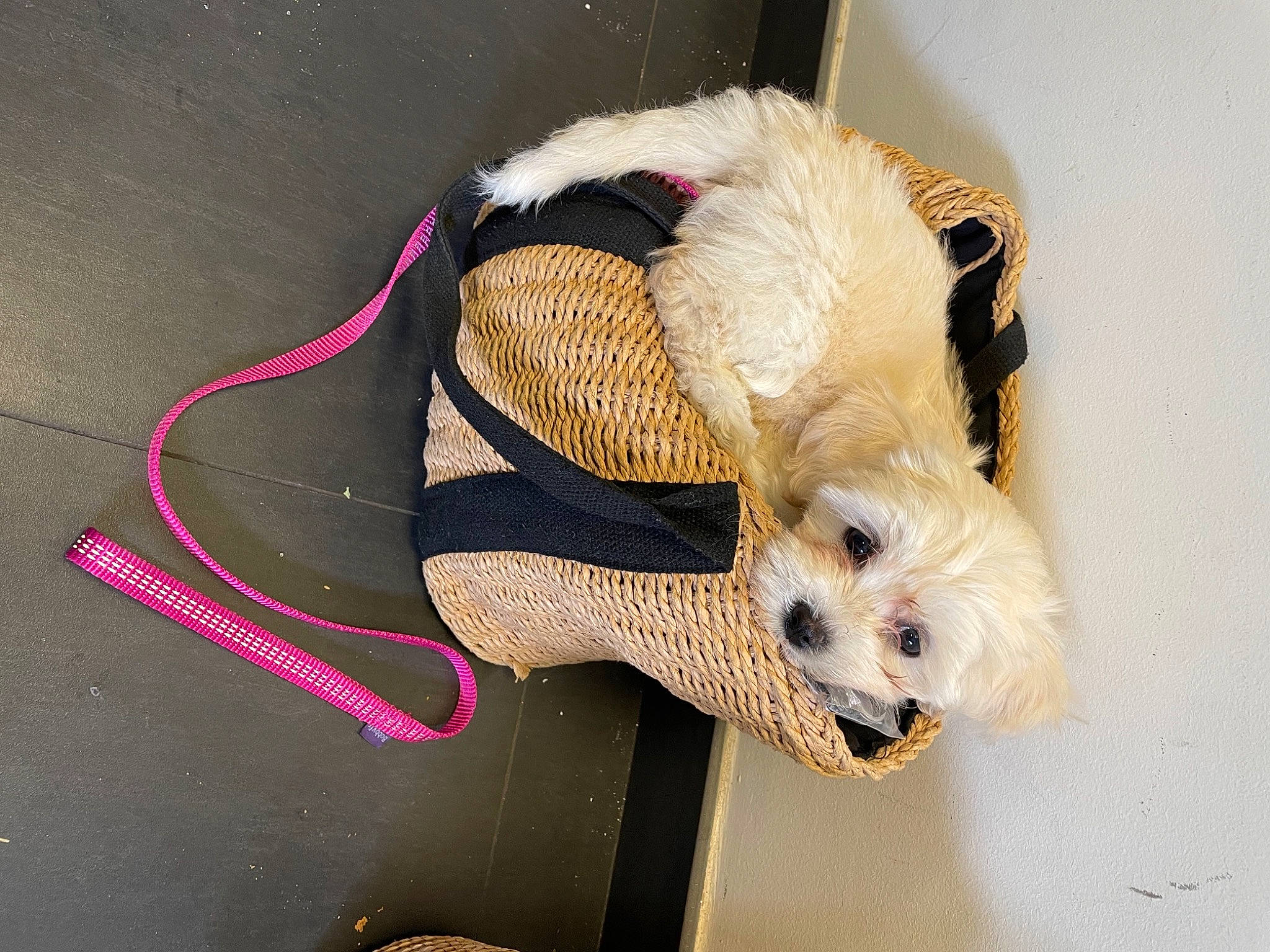 Nella a rejoint le concours — aidez-le/la à gagner de superbes lots ! canidae, carnivore, companion_dog, couch, dog, dog_breed, dog_clothes, dog_supply, fawn, fur, leash, pet_supply, poodle, puppy, snout, sporting_group, stuffed_toy, tail, toy_dog, working_animal