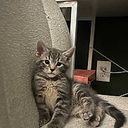Luca joined the competition — help win amazing prizes! kitten, cat, gray_tabby, indoor, chair, furniture, cute, pet, animal, relaxed, young, whiskers, ears, fur, home, shelf, photo_frame, plug, cord, cozy