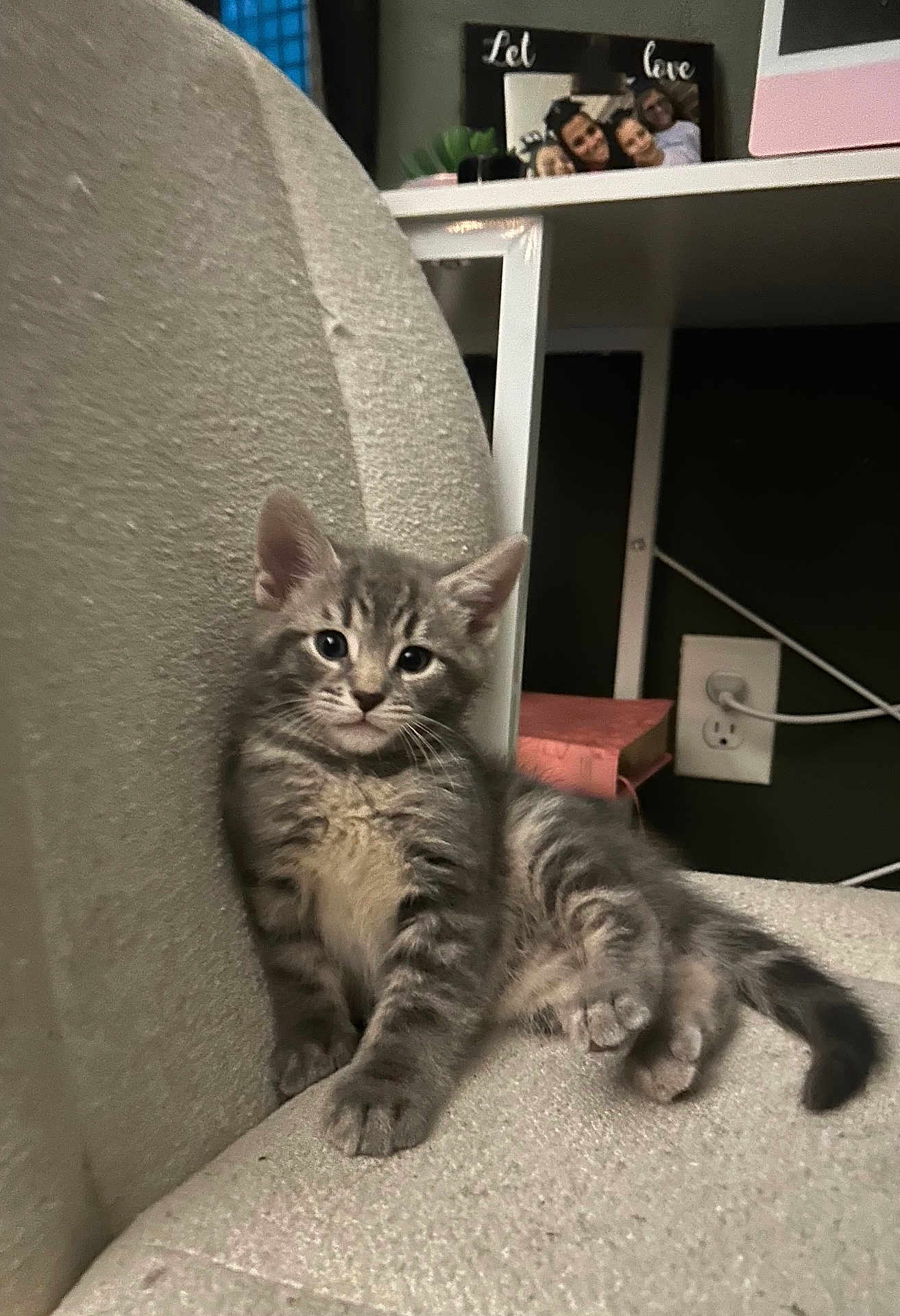 Luca joined the competition — help win amazing prizes! kitten, cat, gray_tabby, indoor, chair, furniture, cute, pet, animal, relaxed, young, whiskers, ears, fur, home, shelf, photo_frame, plug, cord, cozy