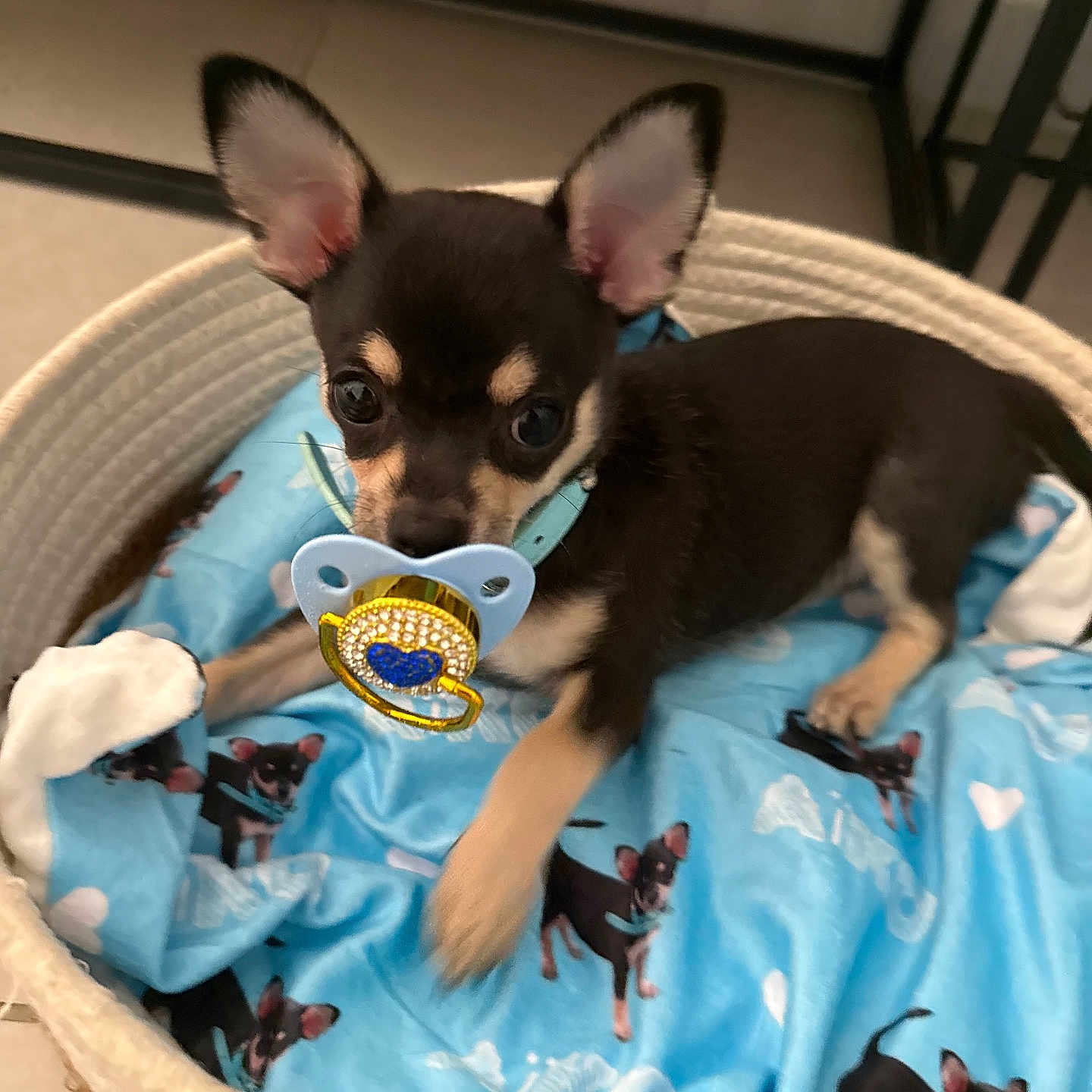Aïko a rejoint le concours — aidez-le/la à gagner de superbes lots ! animal, basket, blanket, blue, collar, cozy, cute, dog, ears, floor, indoor, lying_down, pacifier, pet, playful, portrait, puppy, small, toy, young