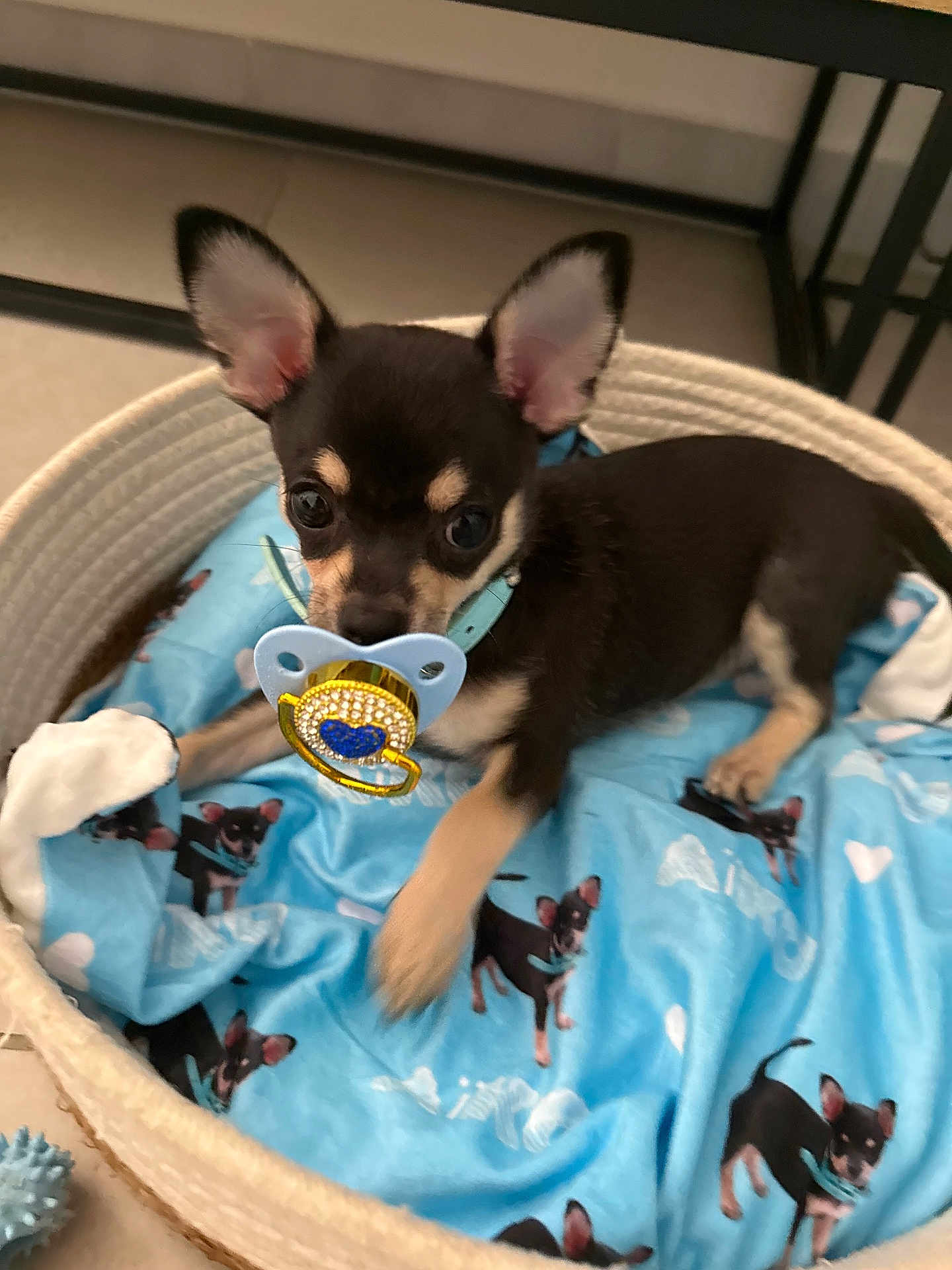 Aïko a rejoint le concours — aidez-le/la à gagner de superbes lots ! puppy, dog, basket, blanket, blue, pacifier, collar, cute, small, ears, pet, indoor, floor, toy, animal, lying_down, portrait, playful, young, cozy
