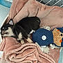 Aïko a rejoint le concours — aidez-le/la à gagner de superbes lots ! puppy, sleeping, blanket, soft, basket, toy, plush, cozy, cute, black_and_white, pet, animal, indoors, resting, fur, small, comfort, nap, cord, fabric