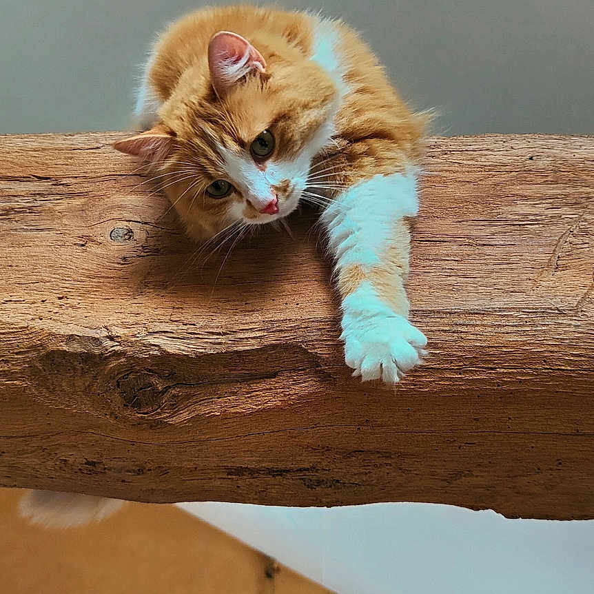 Misty participe au concours pour gagner de l'argent avec cette photo : animal, cat, ceiling, cozy, curtains, framed_picture, fur, furniture, homedecor, indoor, orange_cat, paw, pet, relaxed, resting, stretching, wall, white_cat, window, wooden_beam