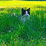 cat, grass, greenery, outdoor, nature, sunlight, leafy_branch, garden, black_and_white, animal, pet, feline, curious, hiding, summer, daylight, plants, field, closeup, wildlife
