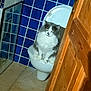 cat, toilet, bathroom, blue_tiles, wooden_door, fluffy_cat, pet, indoor, white_toilet, grey_and_white, floor, wall, door, feline, animal, domestic_cat, sitting, looking, curious, home