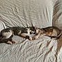 cat, cats, sleeping, resting, cozy, white_sheet, indoor, pet, feline, cute, two_animals, fur, whiskers, tail, paws, animal_pair, close_together, relaxation, companion, domestic_animal