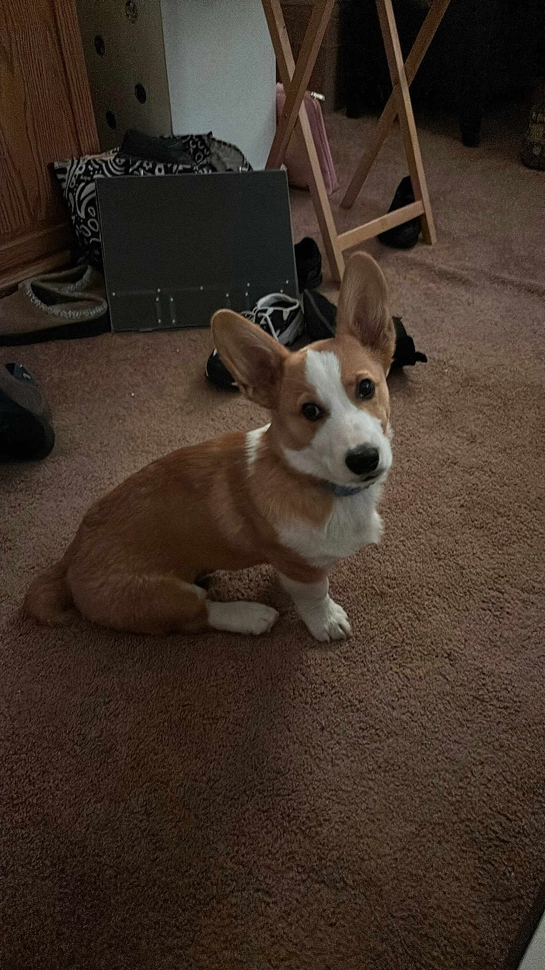 Bart joined the competition — help win amazing prizes! dog, puppy, corgi, carpet, floor, indoor, ears, pet, animal, cute, brown, white, shoes, wooden_rack, curious, looking_up, small, companion, domestic, home