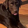chocolate_coat, close_up, companion, dog, domestic_animal, ears, eyes, floor, friendly, furniture_leg, hardwood_floor, indoor, labrador_retriever, lying_down, mammal, paws, pet, portrait, shadow, tongue_out