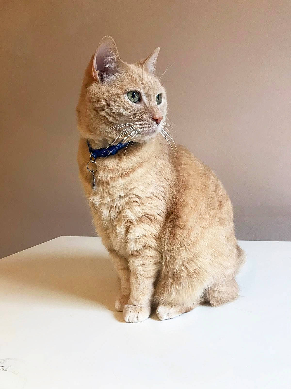 Bill participe au concours pour gagner de l'argent avec cette photo : carnivore, cat, claw, domestic_short_haired_cat, fawn, felidae, fur, paw, sitting, small_to_medium_sized_cats, snout, tail, terrestrial_animal, whiskers, wildlife