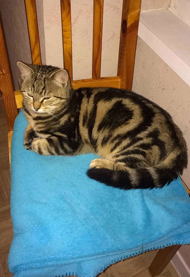 Gumball a rejoint le concours — aidez-le/la à gagner de superbes lots ! carnivore, cat, cat_supply, comfort, door, felidae, floor, flooring, fur, hardwood, mammal, pattern, room, small_to_medium_sized_cats, snout, tail, terrestrial_animal, whiskers, wood