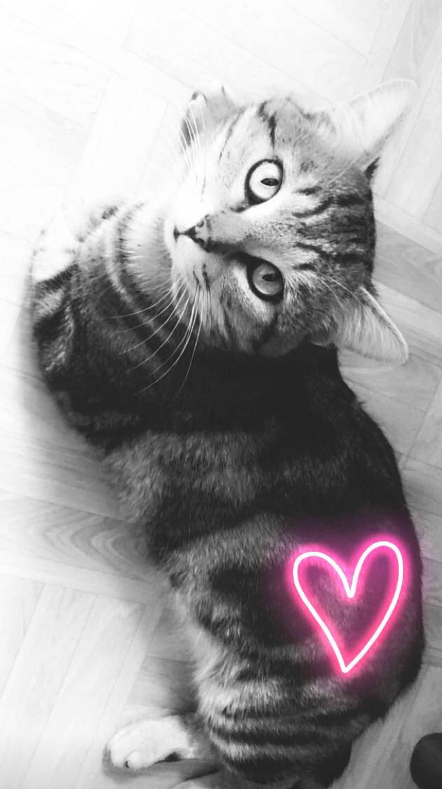 Gumball a rejoint le concours — aidez-le/la à gagner de superbes lots ! beauty, black, carnivore, cat, domestic_short_haired_cat, fang, felidae, fur, gesture, grey, monochrome, monochrome_photography, paw, photo_caption, small_to_medium_sized_cats, snout, tail, terrestrial_animal, whiskers, white