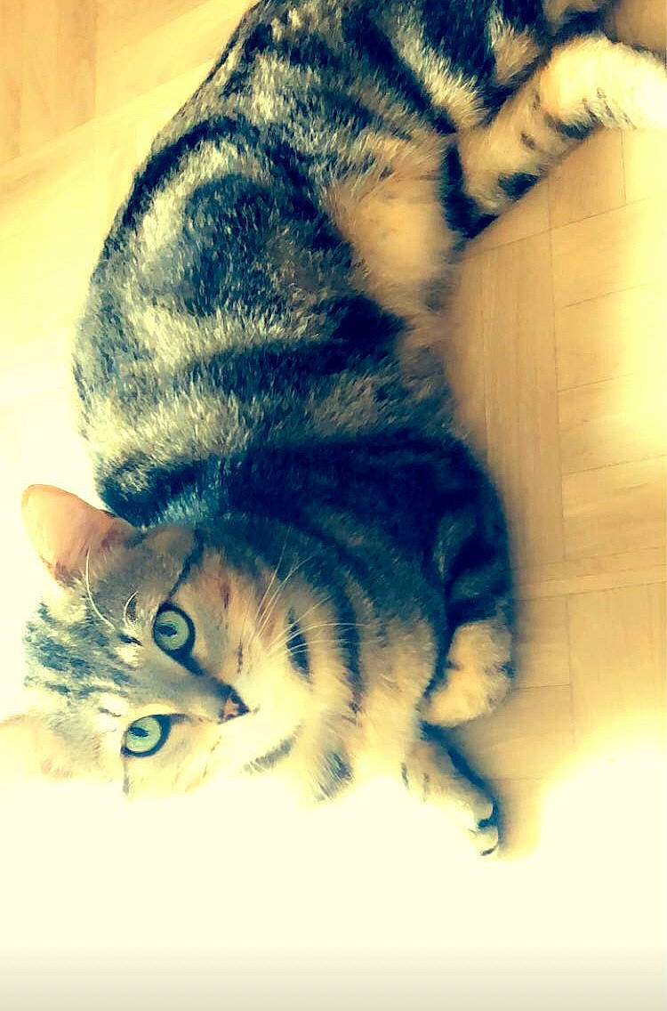 Gumball a rejoint le concours — aidez-le/la à gagner de superbes lots ! carnivore, cat, cloud, comfort, domestic_short_haired_cat, electric_blue, felidae, fur, head, mammal, meteorological_phenomenon, nose, organism, paw, sky, small_to_medium_sized_cats, snout, tail, vertebrate, whiskers