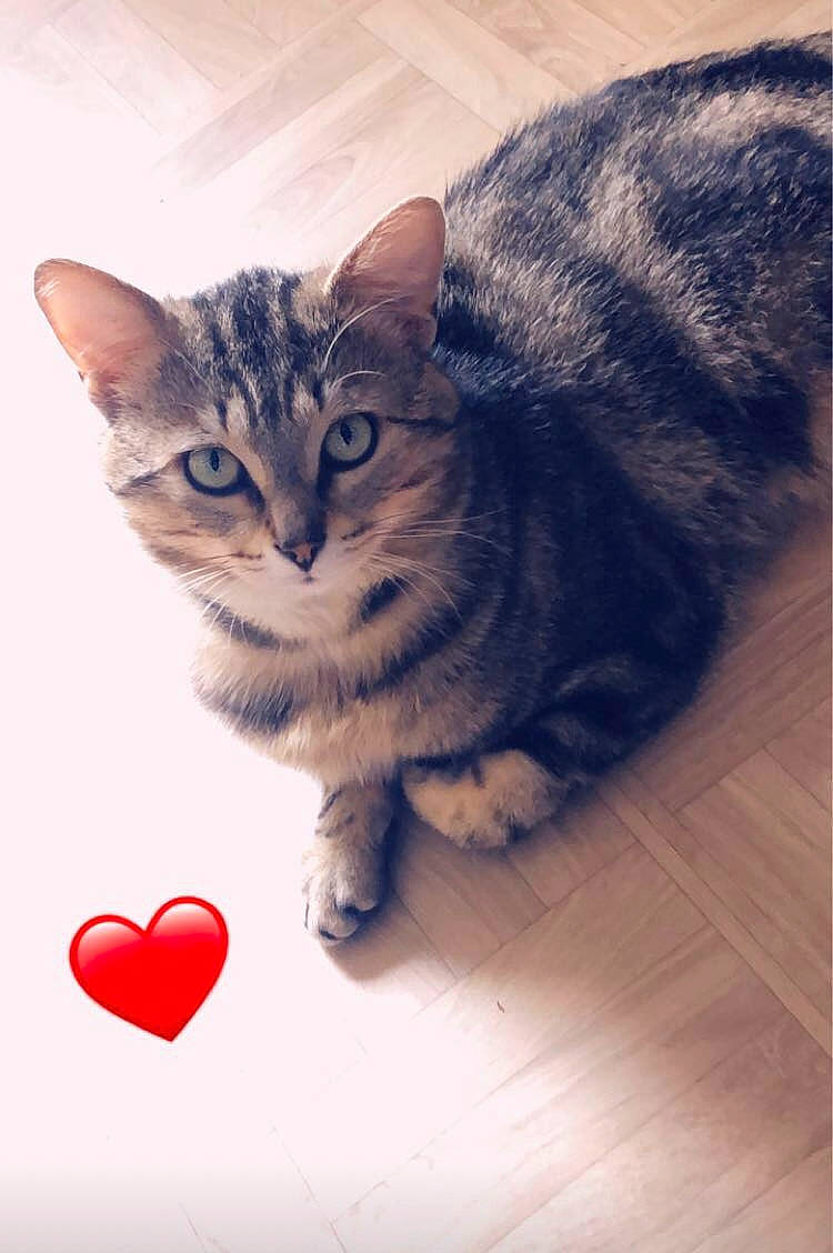 Gumball a rejoint le concours — aidez-le/la à gagner de superbes lots ! carmine, carnivore, cat, domestic_short_haired_cat, felidae, flooring, foot, fur, happy, hardwood, holiday, paw, sitting, small_to_medium_sized_cats, snout, tail, terrestrial_animal, whiskers, wildlife, wood