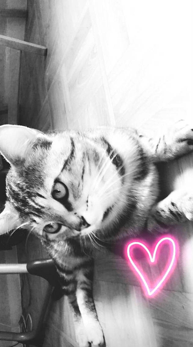 Gumball a rejoint le concours — aidez-le/la à gagner de superbes lots ! black, black_and_white, carnivore, cat, comfort, ear, eye, felidae, gesture, head, leg, monochrome, monochrome_photography, organ, small_to_medium_sized_cats, snout, style, tail, whiskers, white