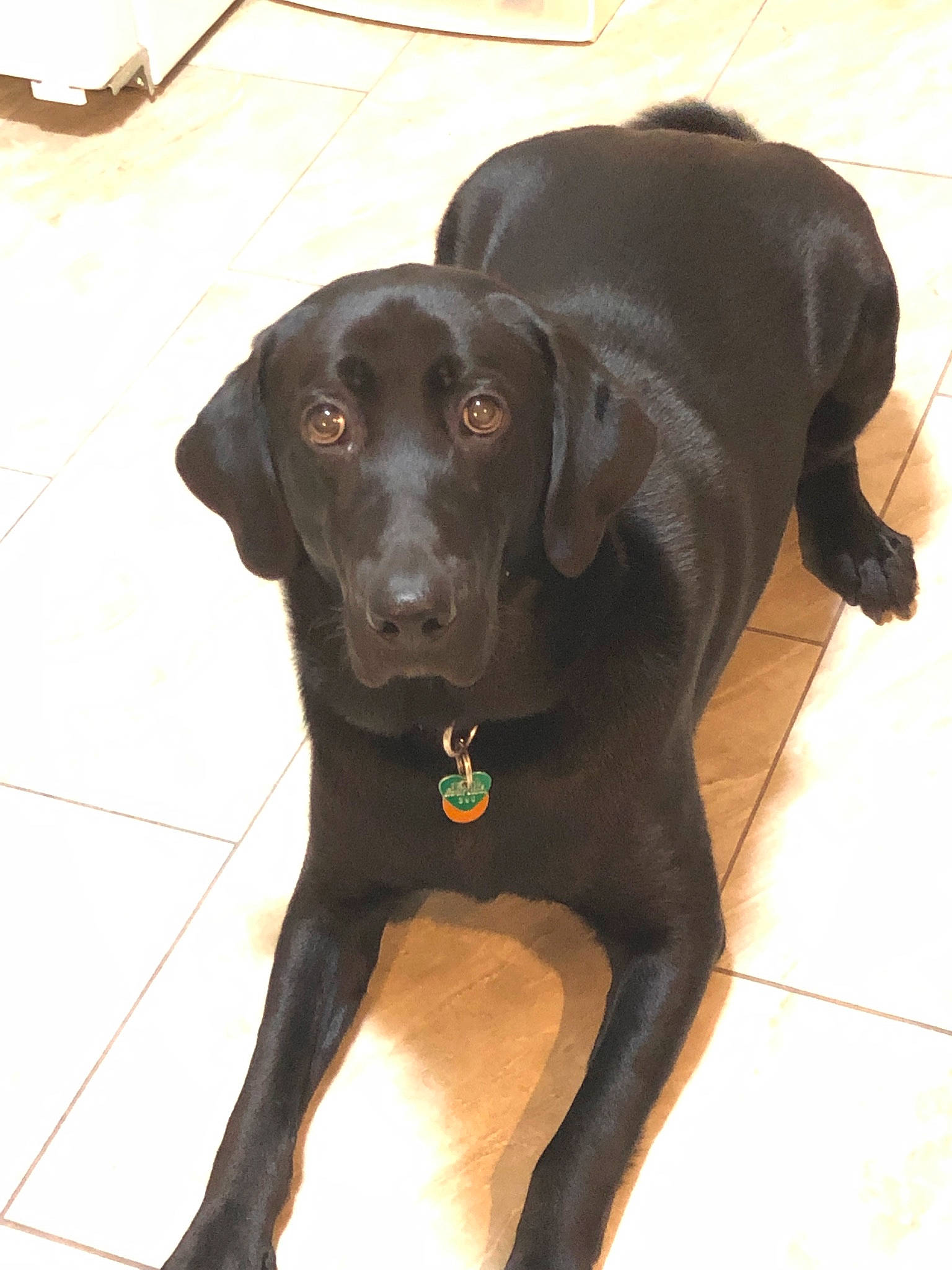 Blaq Jaxx joined the competition — help win amazing prizes! borador, canidae, carnivore, collar, companion_dog, dog, dog_breed, dog_collar, fawn, flooring, fur, gun_dog, liver, plant, retriever, snout, sporting_group, tail, vertebrate, working_animal